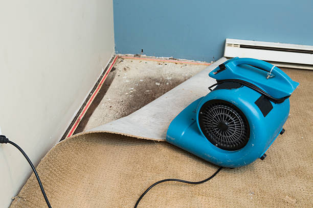 Best Mold removal after water damage  in Montrose Ghent, OH